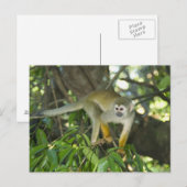 Common Squirrel Monkey (Saimiri sciureus), Rio Briefkaart (Voorkant / Achterkant)