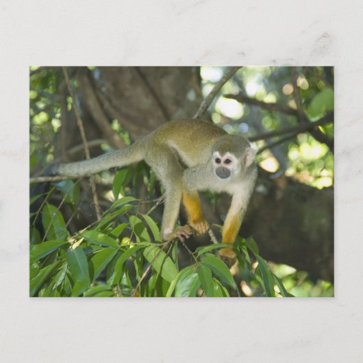 Common Squirrel Monkey (Saimiri sciureus), Rio Briefkaart (Voorkant)
