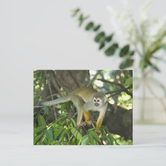 Common Squirrel Monkey (Saimiri sciureus), Rio Briefkaart (Staand voorkant)