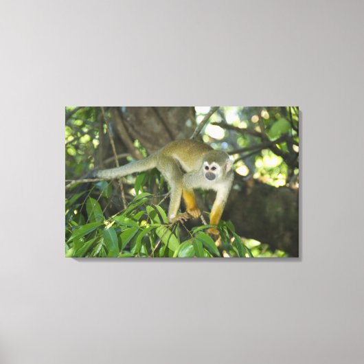 Common Squirrel Monkey (Saimiri sciureus), Rio Canvas Afdruk (Voorkant)