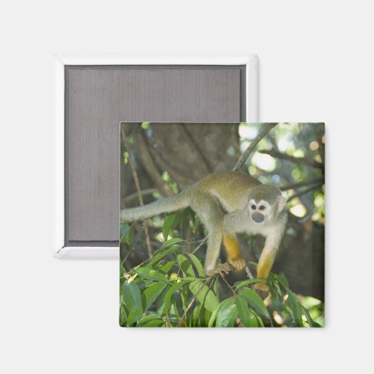 Common Squirrel Monkey (Saimiri sciureus), Rio Magneet (Voorkant / Achterkant)