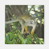 Common Squirrel Monkey (Saimiri sciureus), Rio Magneet (Voorkant)