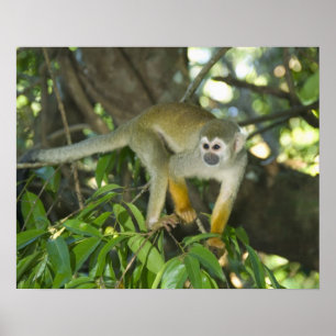 Common Squirrel Monkey (Saimiri sciureus), Rio Poster