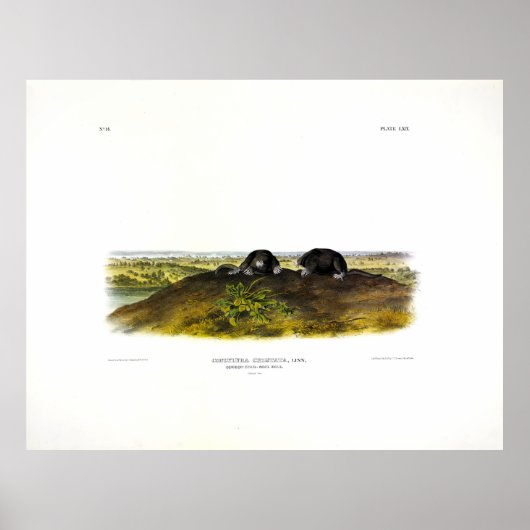 Common Star-nose Mole (Condylura Cristata) Audubon Poster (Voorkant)