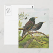Common Starling Briefkaart (Voorkant / Achterkant)