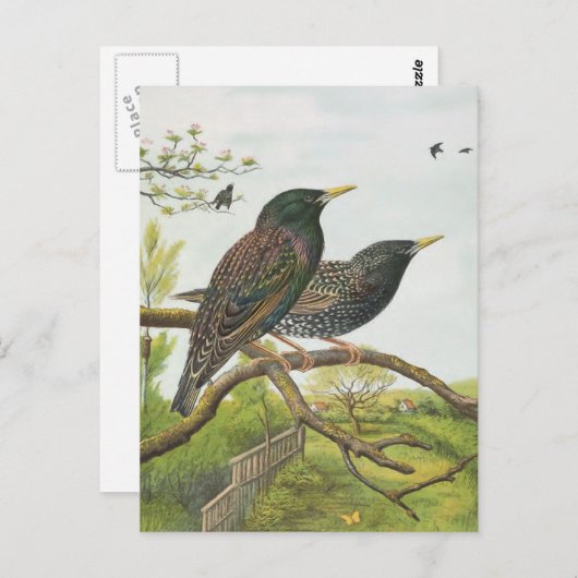 Common Starling Briefkaart (Voorkant / Achterkant)