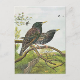 Common Starling Briefkaart