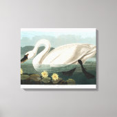 Common Swan Canvas Afdruk (Voorkant)