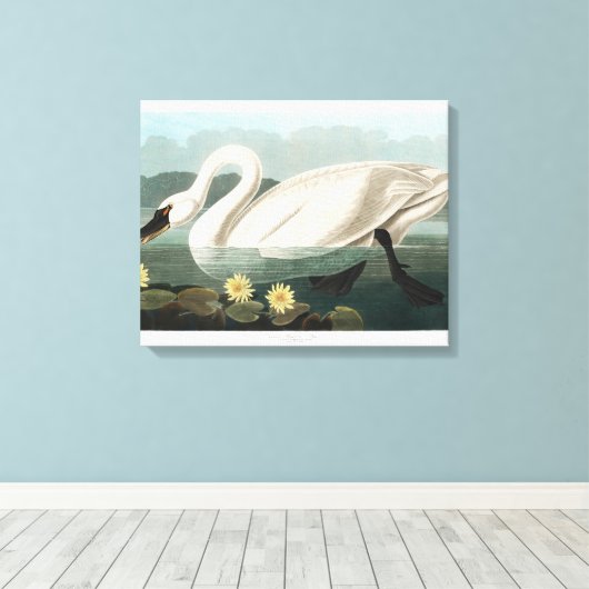 Common Swan Canvas Afdruk (Insitu (Houten vloer))