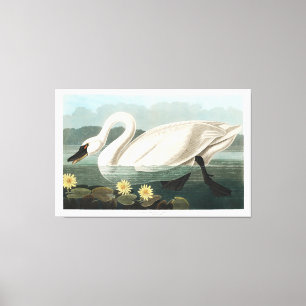 Common Swan Canvas Afdruk