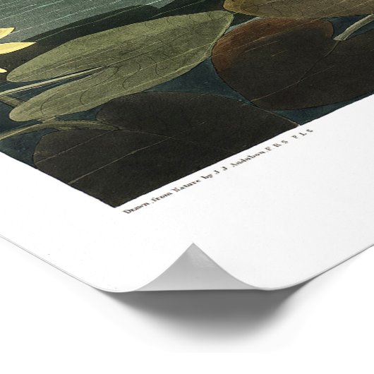 Common Swan Canvas Poster (Hoek)