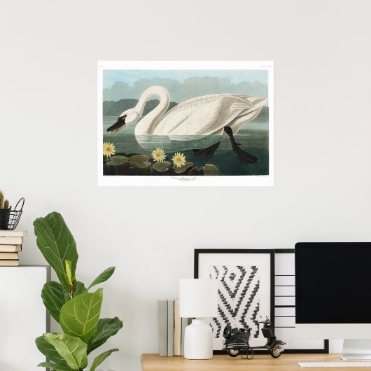 Common Swan Canvas Poster (Thuiskantoor)
