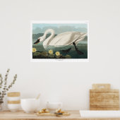 Common Swan Canvas Poster (Keuken)