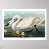 Common Swan Canvas Poster (Voorkant)