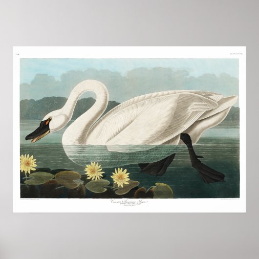 Common Swan Canvas Poster (Voorkant)