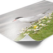 Common Tern Foto Afdruk (Hoek)