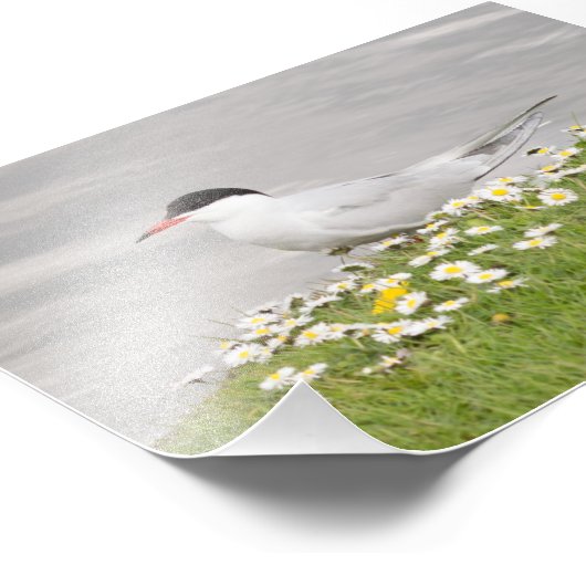 Common Tern Foto Afdruk (Hoek)