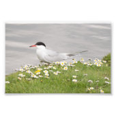 Common Tern Foto Afdruk (Voorkant)