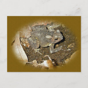 Common Toad Coordinating Items Briefkaart