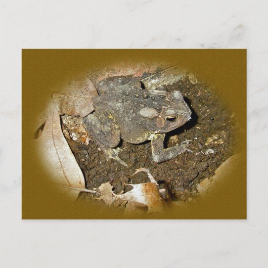 Common Toad Coordinating Items Briefkaart (Voorkant)