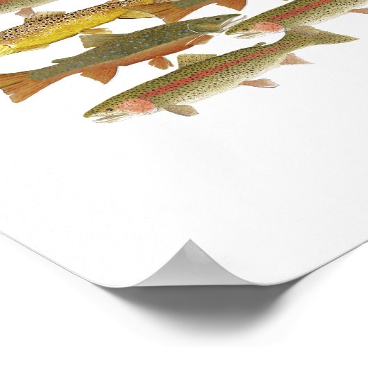 Common Trout Art Poster (Hoek)