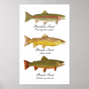 Common Trout Art Poster