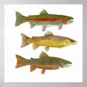 Common Trout Art Poster (Voorkant)