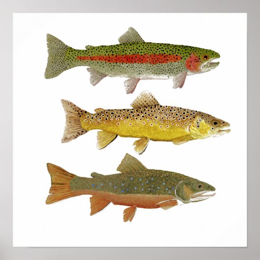 Common Trout Art Poster (Voorkant)