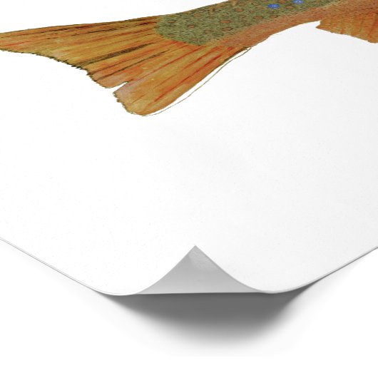 Common Trout Art Poster (Hoek)