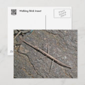 Common Walking tick (Diapheromera femorata) Items Briefkaart (Voorkant / Achterkant)