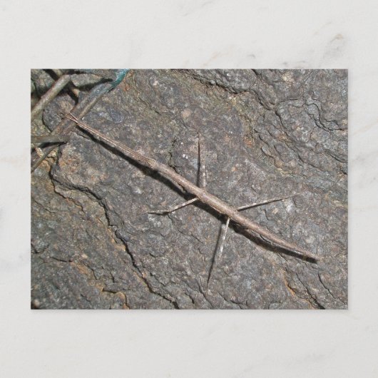 Common Walking tick (Diapheromera femorata) Items Briefkaart (Voorkant)