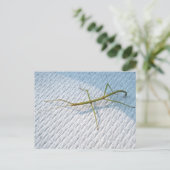 Common Walking tick (Diapheromera femorata) Items Briefkaart (Staand voorkant)