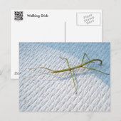 Common Walking tick (Diapheromera femorata) Items Briefkaart (Voorkant / Achterkant)