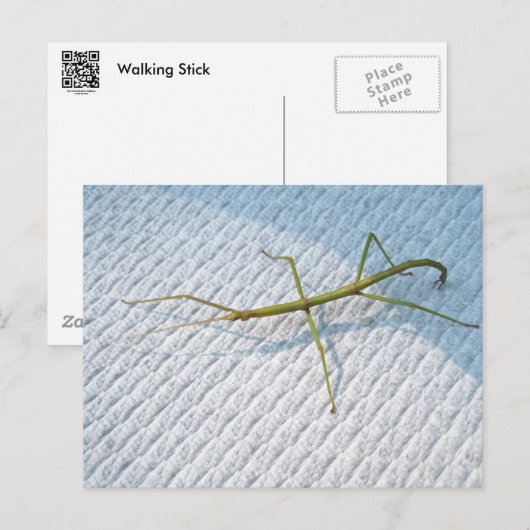 Common Walking tick (Diapheromera femorata) Items Briefkaart (Voorkant / Achterkant)