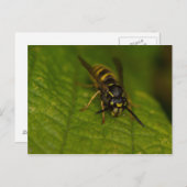 Common Wasp Briefkaart (Voorkant / Achterkant)