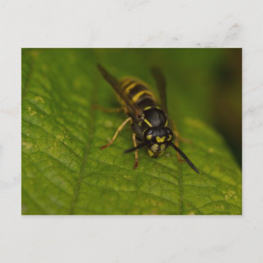 Common Wasp Briefkaart (Voorkant)
