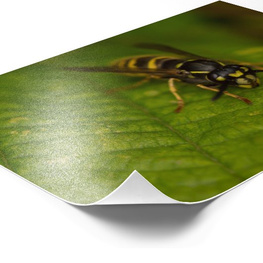 Common Wasp Foto Afdruk (Hoek)