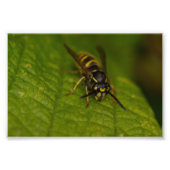 Common Wasp Foto Afdruk (Voorkant)