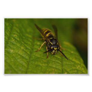 Common Wasp Foto Afdruk