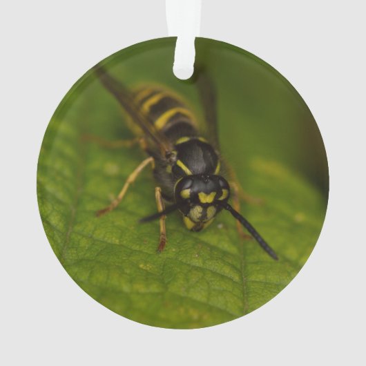 Common Wasp Ornament (achterkant)