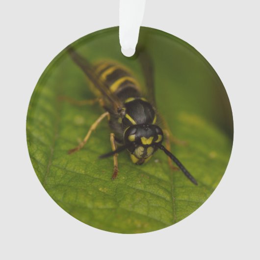Common Wasp Ornament (voorkant)