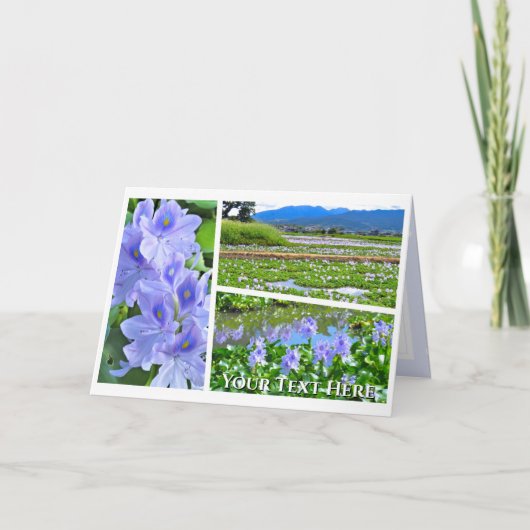 Common Water Hyacinth Kaart (Voorkant)