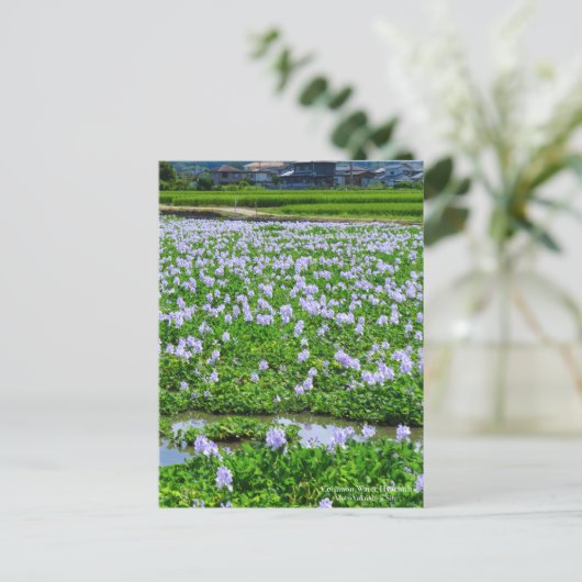 Common Water Hyacinth：Postcard Briefkaart (Staand voorkant)