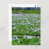 Common Water Hyacinth：Postcard Briefkaart (Voorkant / Achterkant)