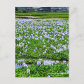Common Water Hyacinth：Postcard Briefkaart (Voorkant)