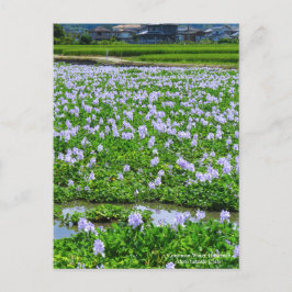 Common Water Hyacinth：Postcard Briefkaart
