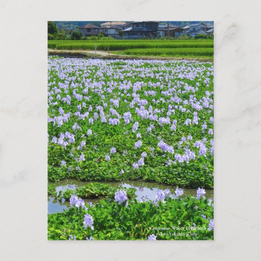Common Water Hyacinth：Postcard Briefkaart (Voorkant)
