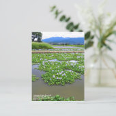 Common Water Hyacinth:Postcard Briefkaart (Staand voorkant)