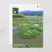 Common Water Hyacinth:Postcard Briefkaart (Voorkant / Achterkant)