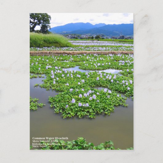 Common Water Hyacinth:Postcard Briefkaart (Voorkant)